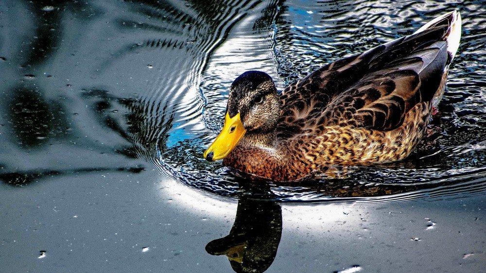 Photograph by Александр Глебов