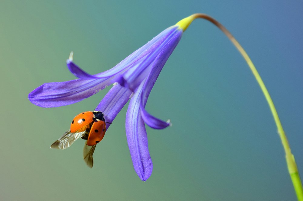 Photograph by Mahdi Sarikhani