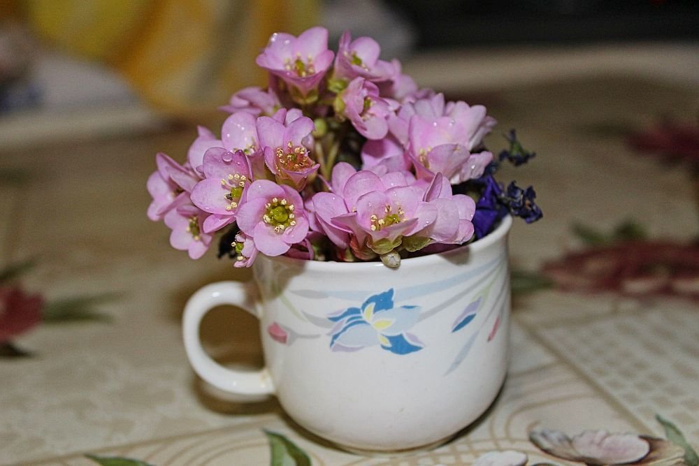 Photograph by Sandor Zoltan Gal