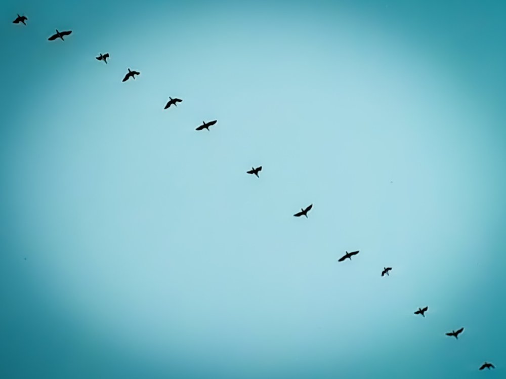 Birds in a way