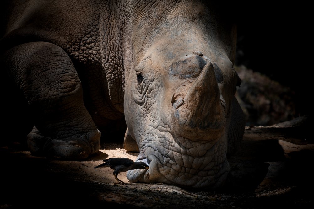 Photograph by Danny See