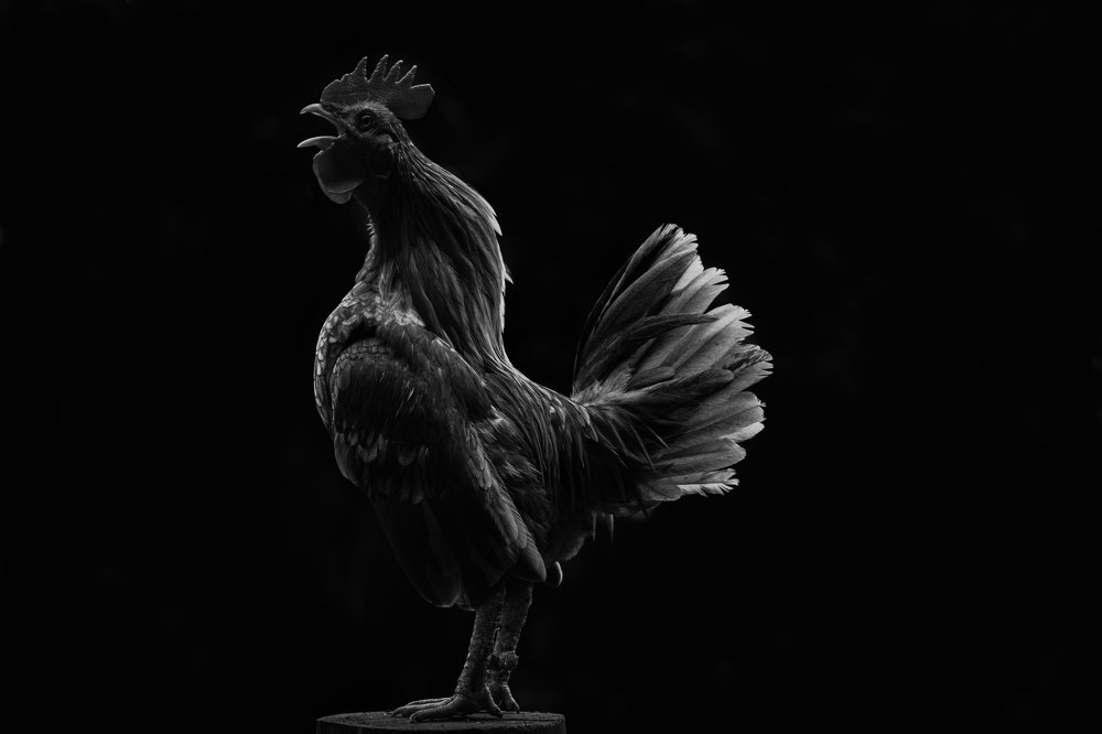 Photograph by Antonio Urizar