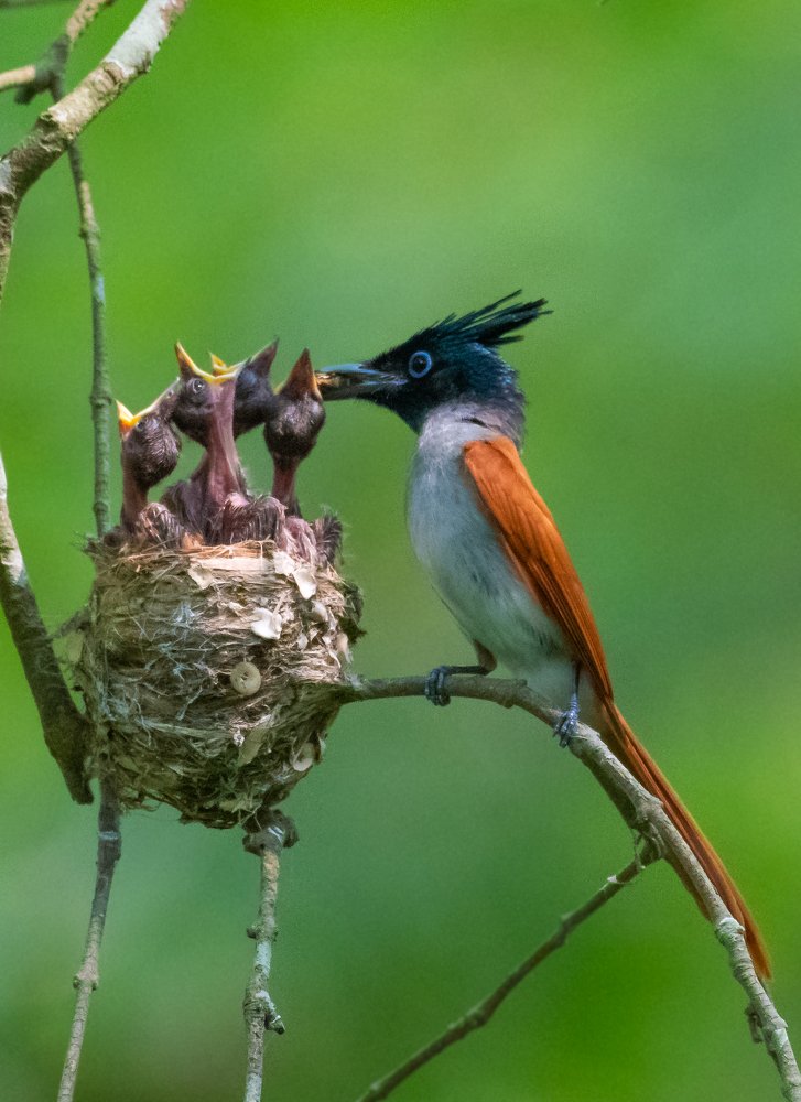 Indian paradise flycatcher