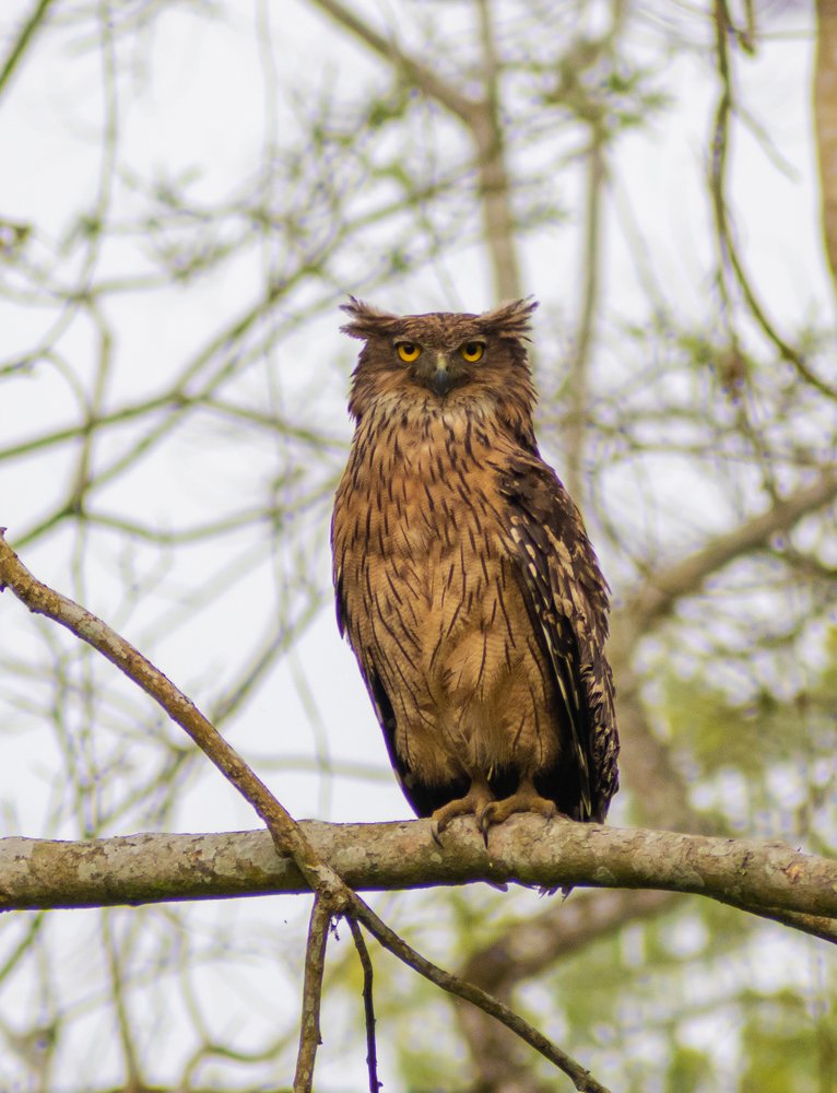 Brown Fish Owl