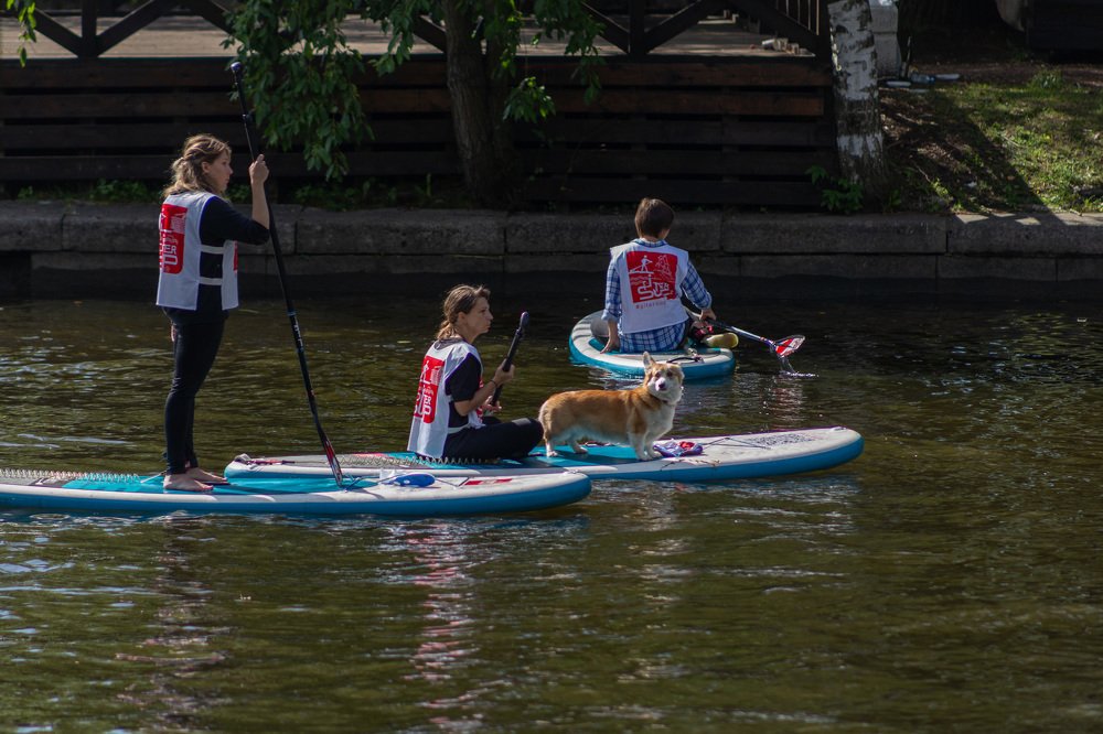 Пес на сабсерфе