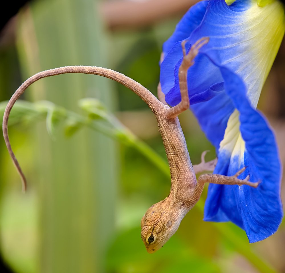 Photograph by Abhishek Manna