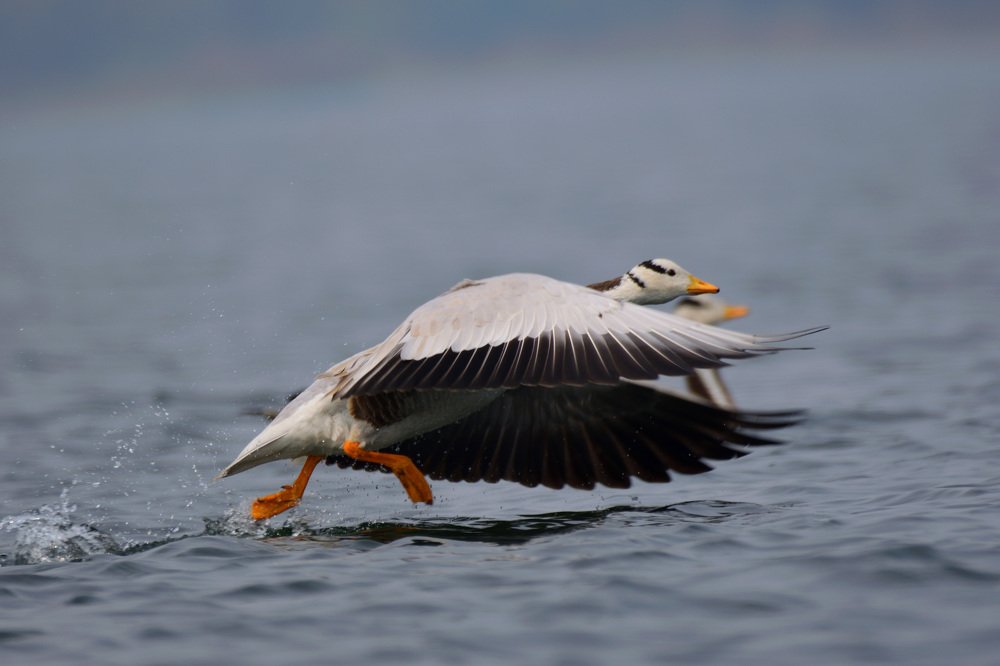 Bar headed Goose