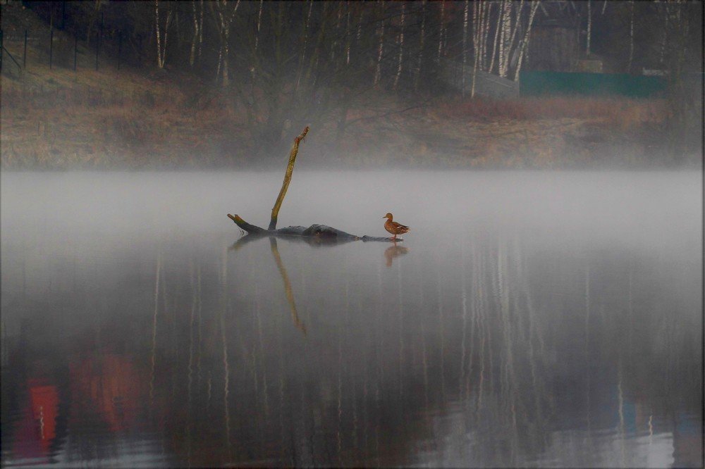 утренняя тишина на реке
