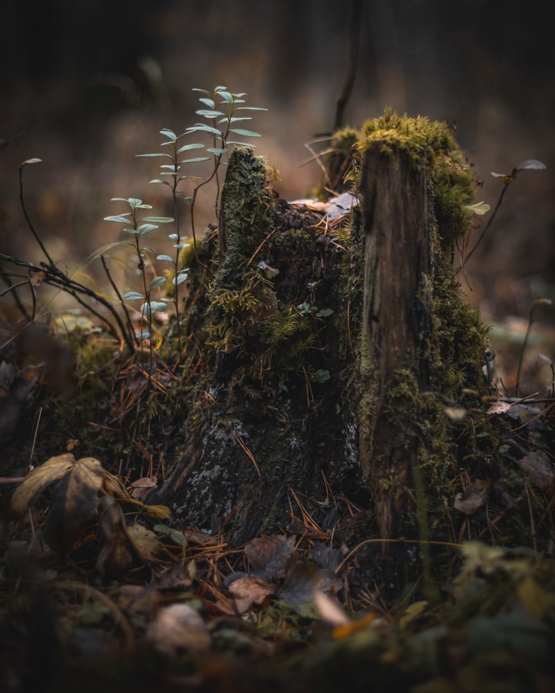 Photograph by Татьяна Шаброва