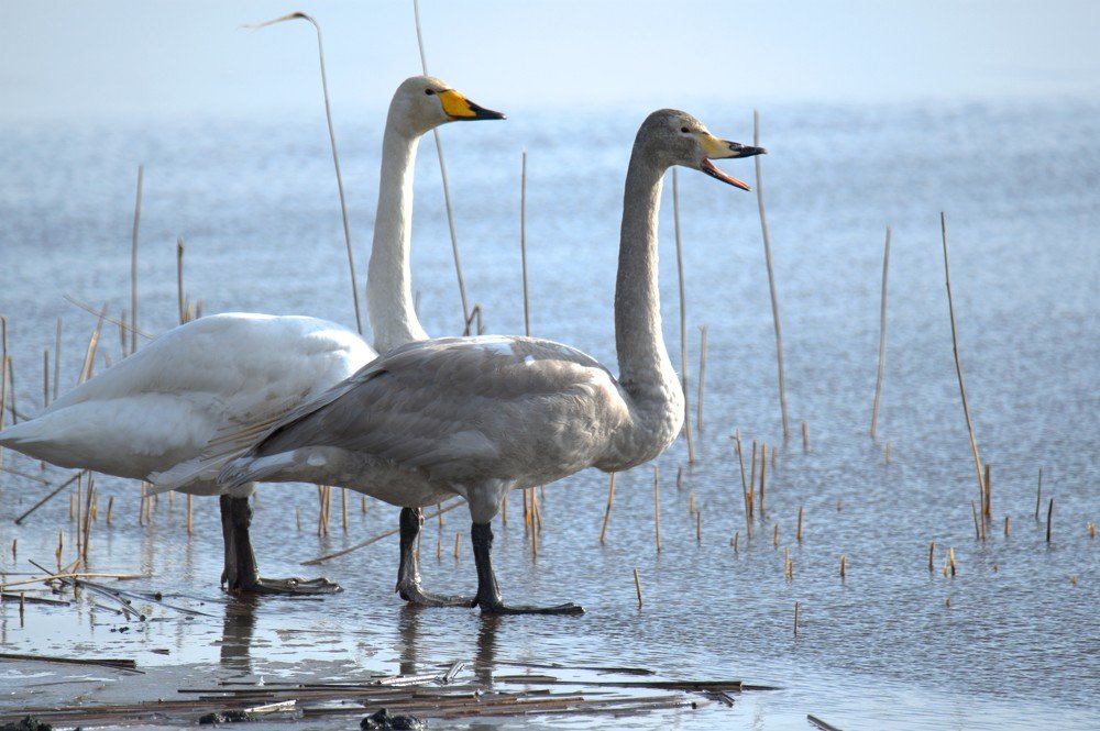 Photograph by Sergei Karjula