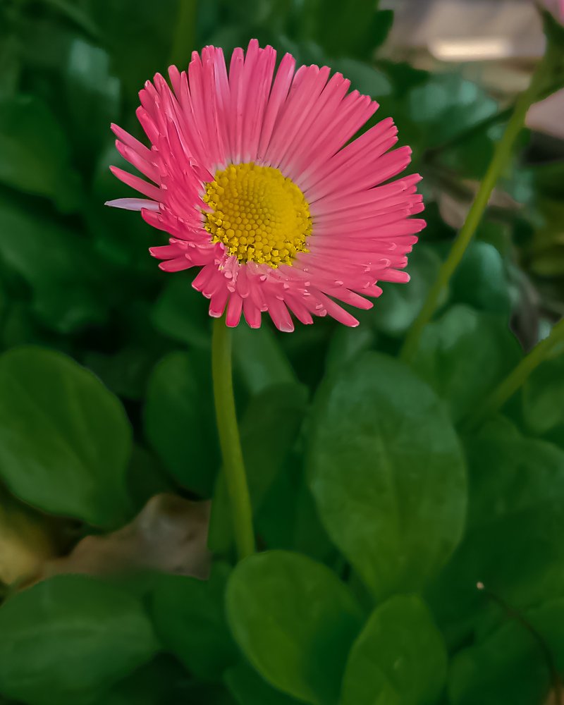 Photograph by Rajani Shrestha