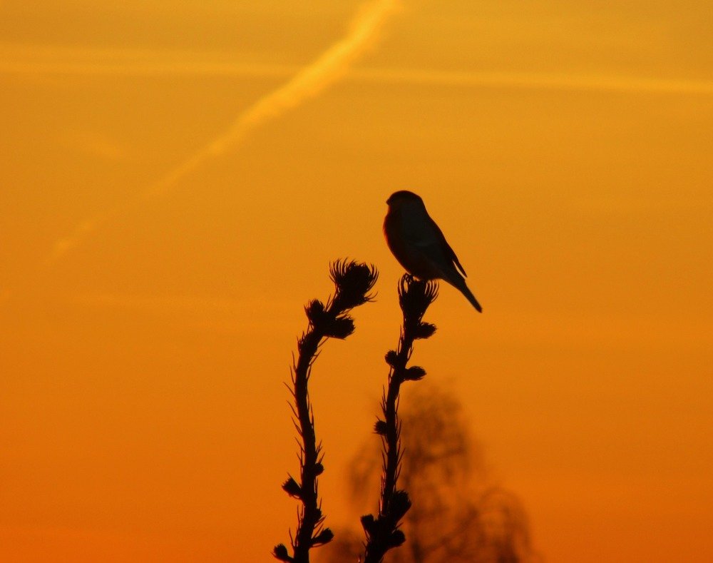 Photograph by Никита Казаков