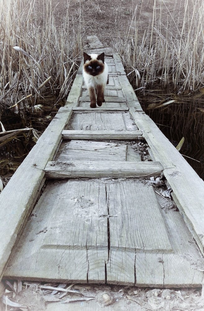 Photo #4462584
