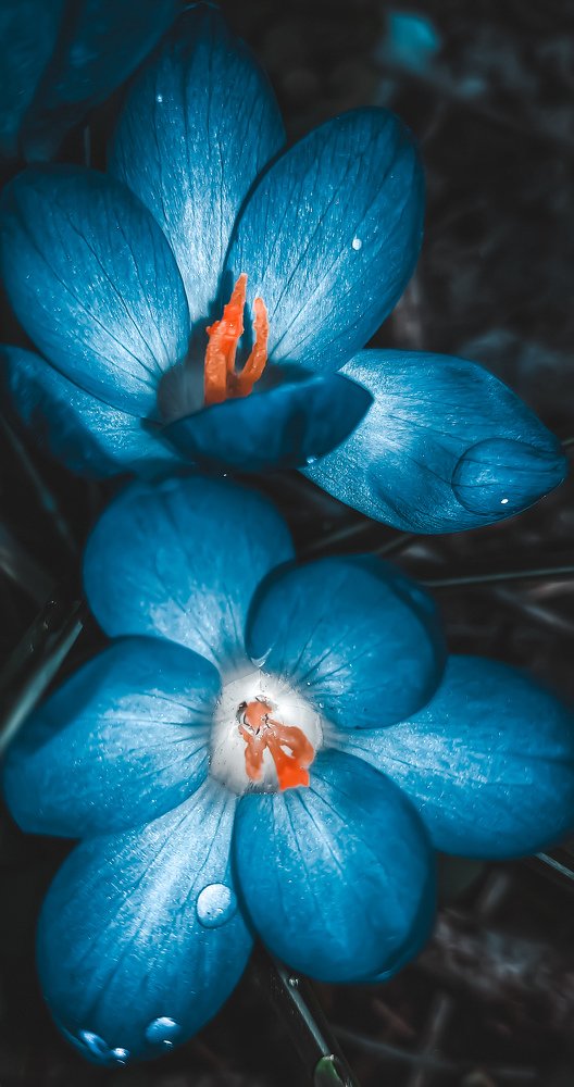 Photograph by Диана Молчанова