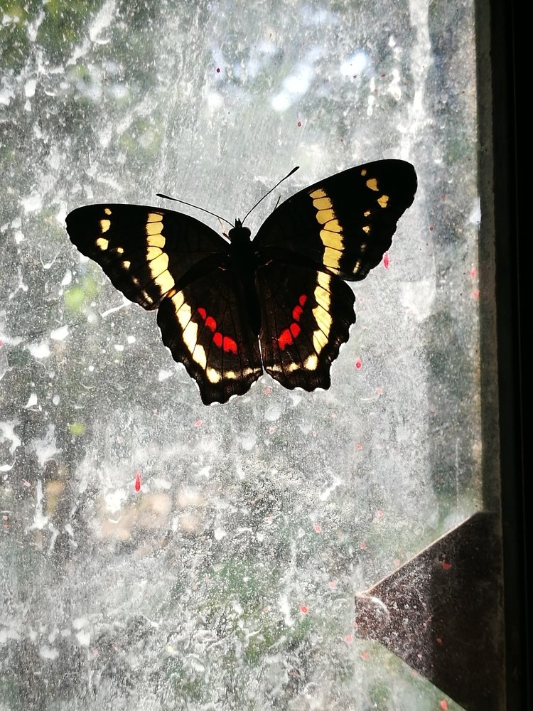 Mariposa iluminada