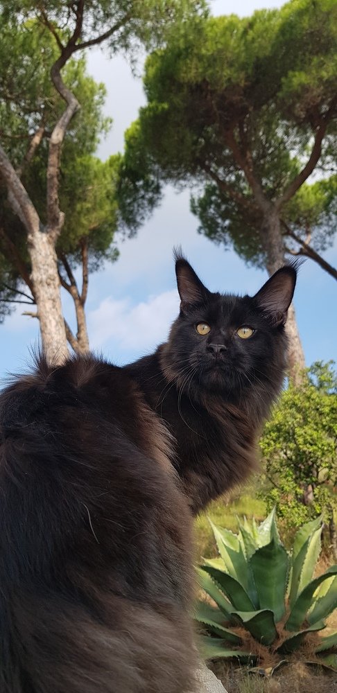 Almaz из питомника Polesia House под испанским небом