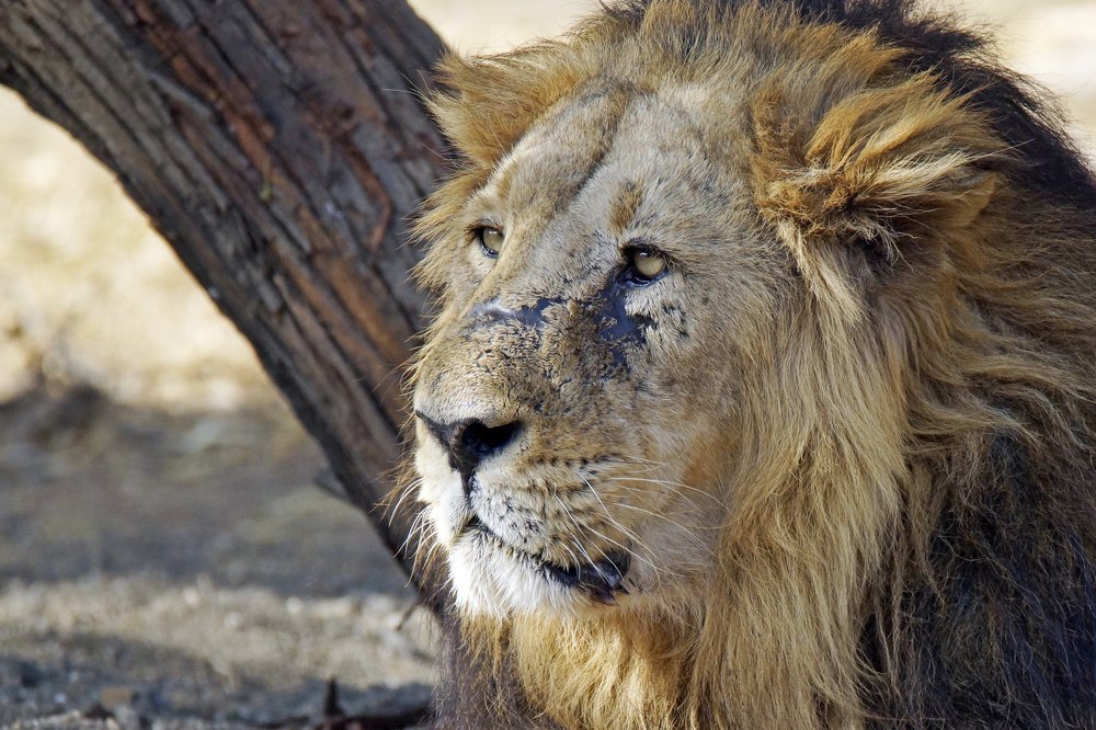 The king of gir