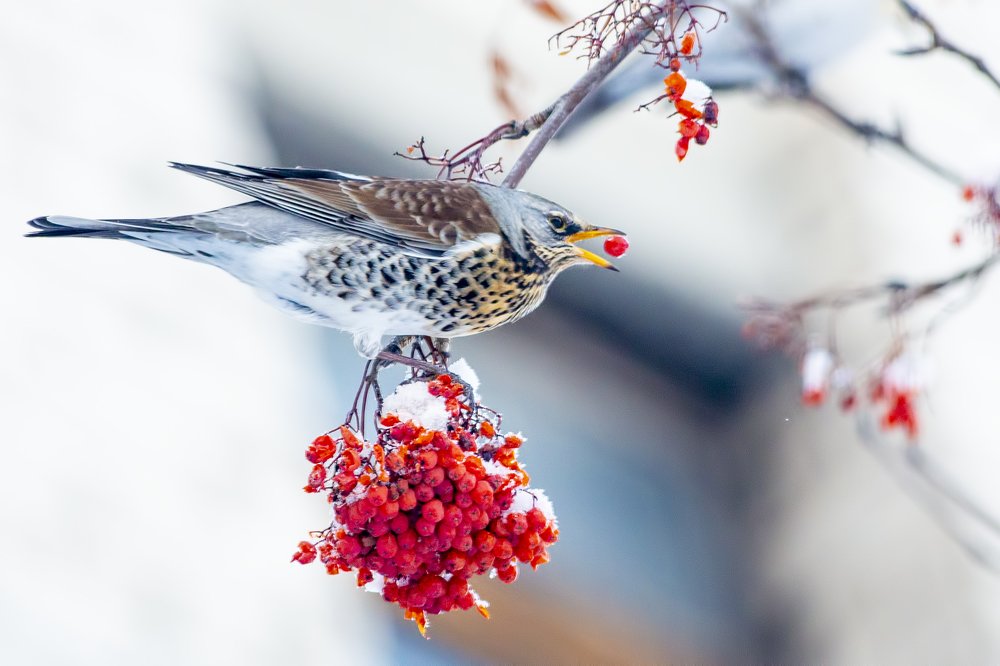 Дрозд-рябинник