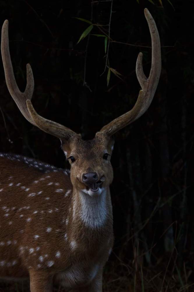 Фотография автора Siddharth Mohan