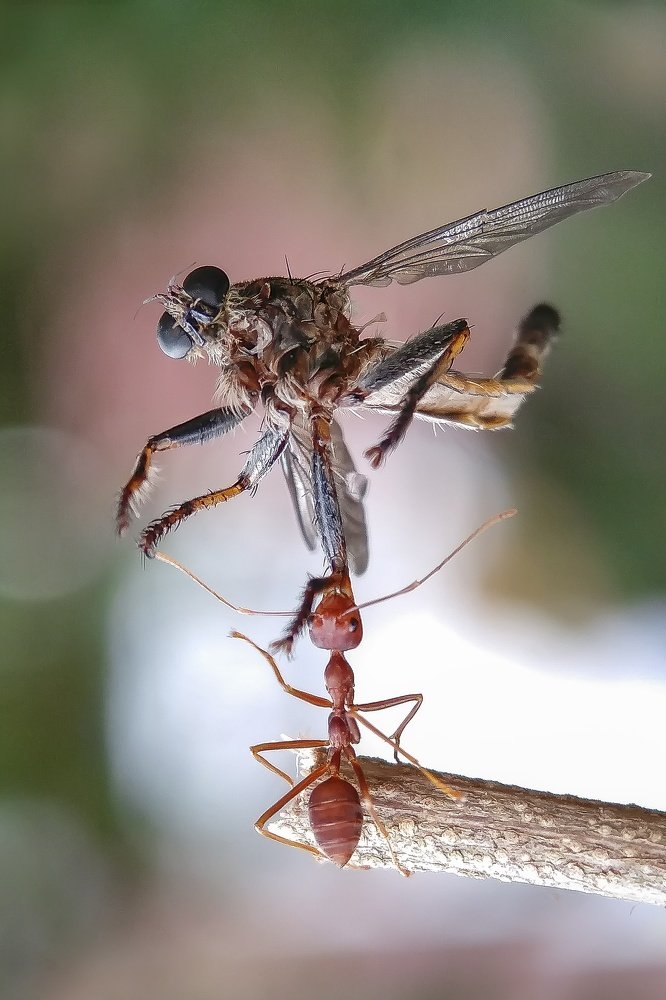 Photograph by  Duta Kharisma