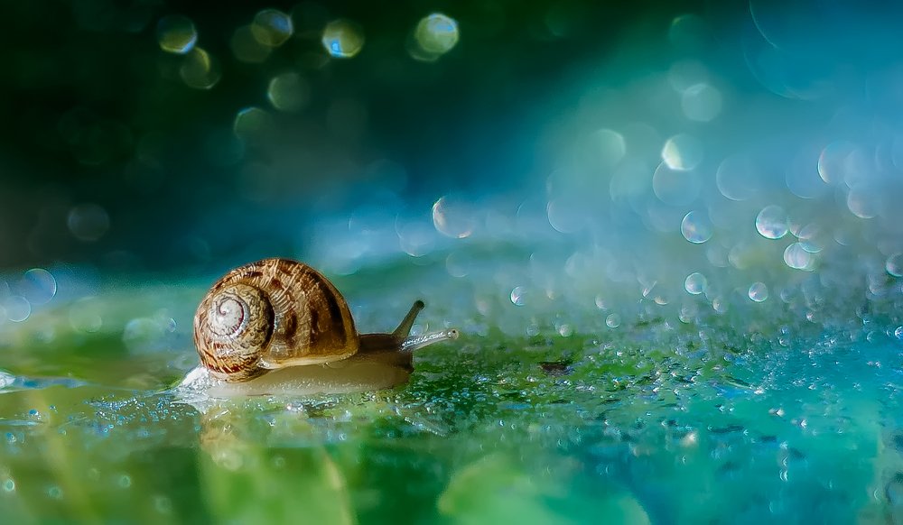 Photograph by linda laredj