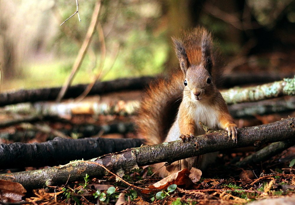 Photograph by Henrikas Mackevicius