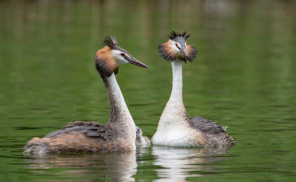 Фотография автора Татьяна Ливеровская