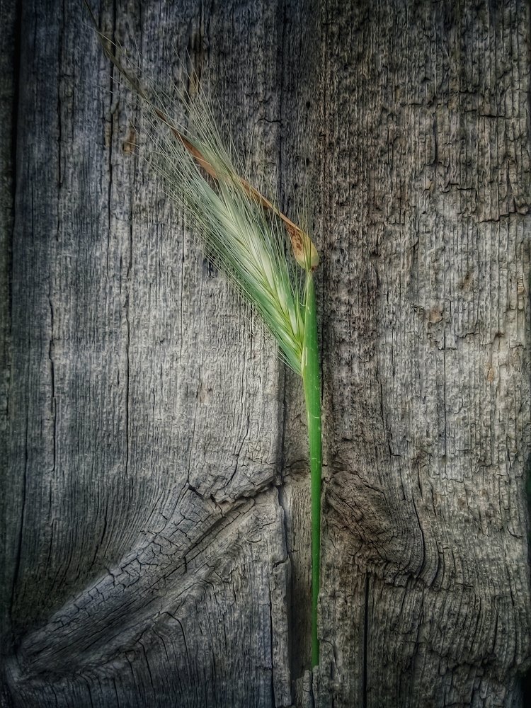 Живое на мёртвом