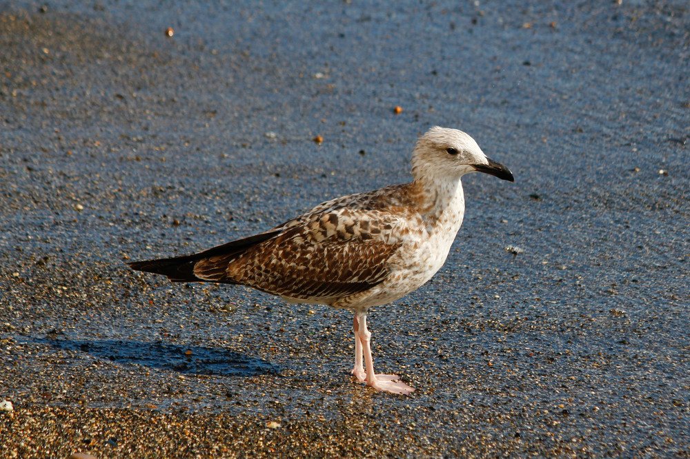 У Черного моря!