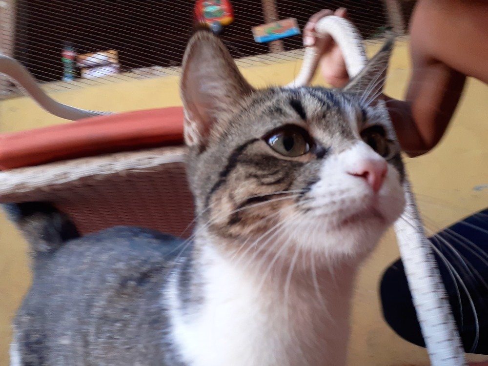 Photo #4463890