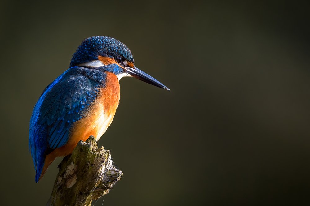 Photograph by Ooms Gert