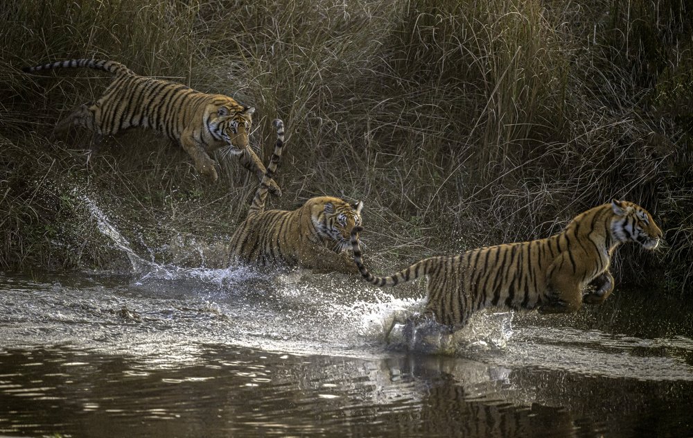 Photograph by Jitender Govindani
