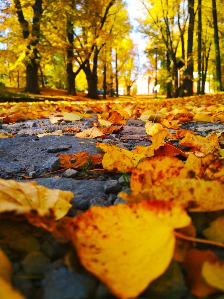 Путь в золотую осень