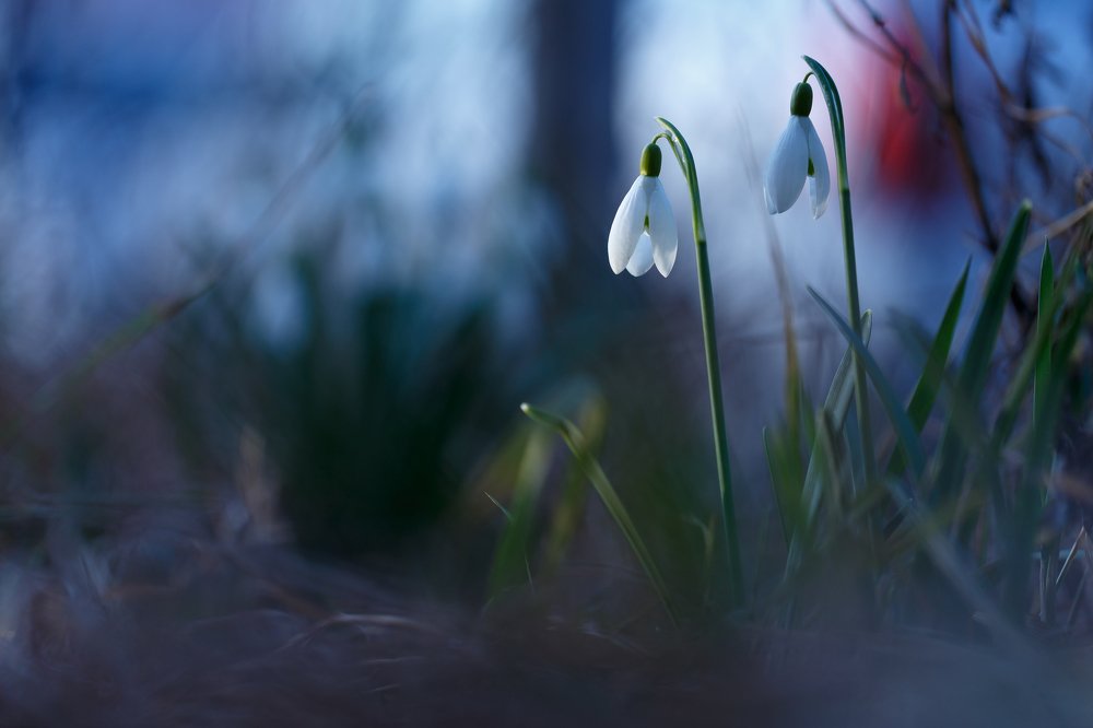 Подснежники