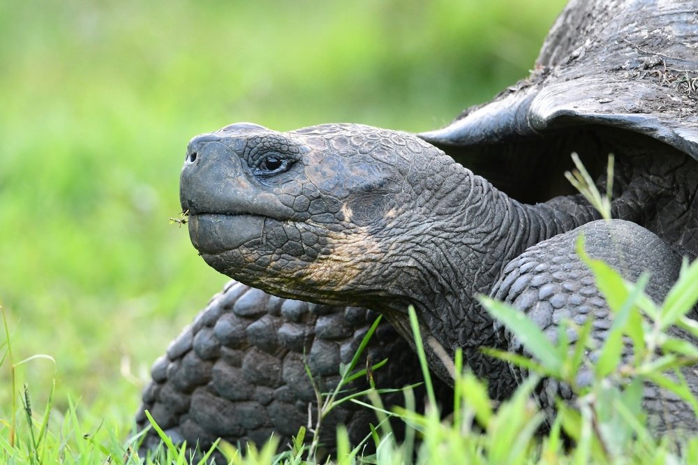 Giant of Galapagos Island