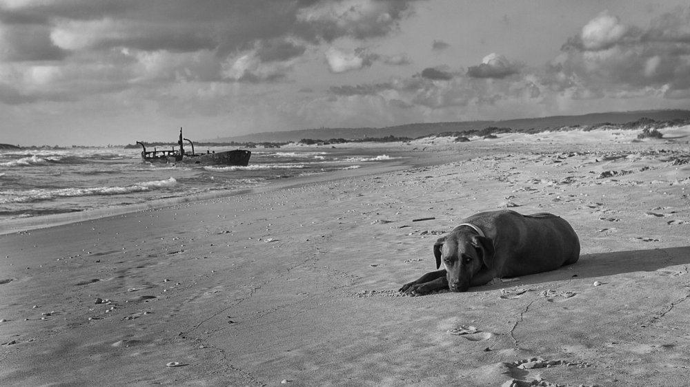 Waiting for its owner