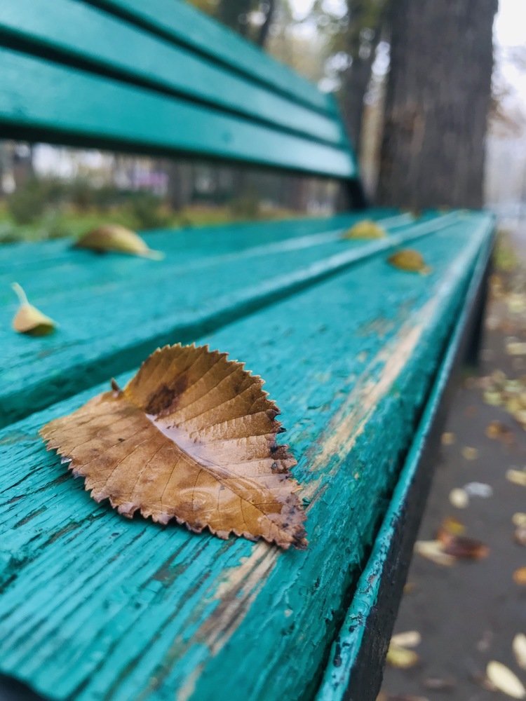 Leaf in the park