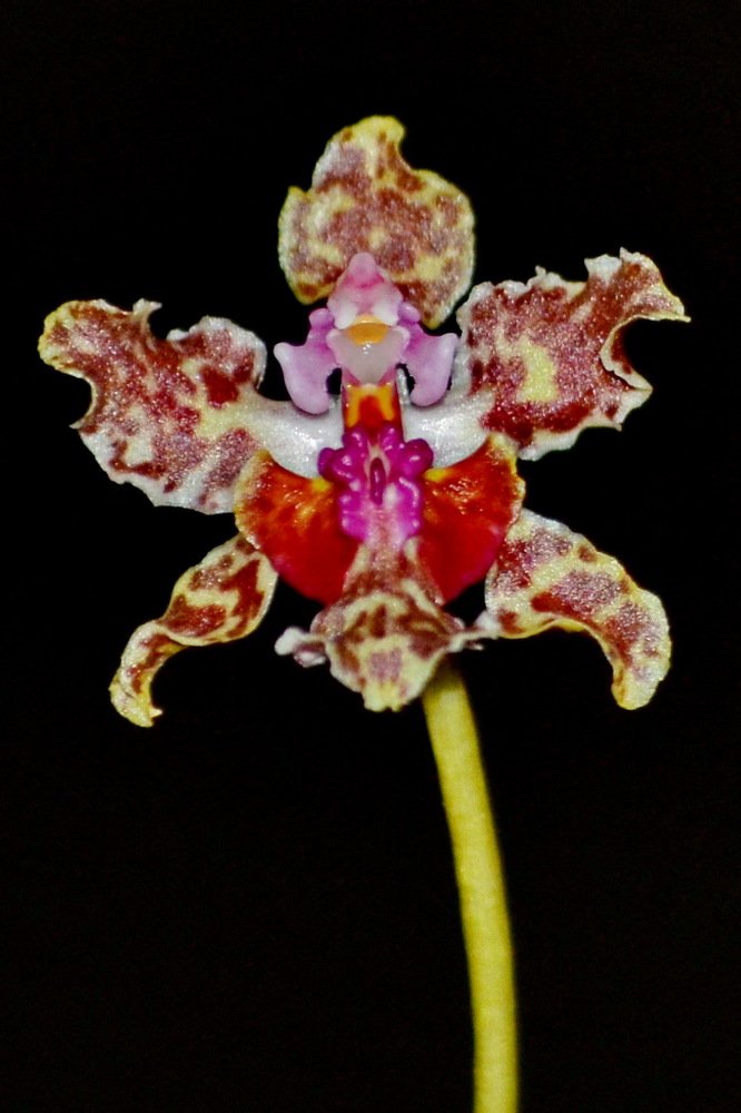 Photograph by Marzio Fattorini