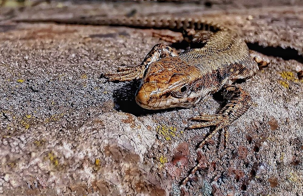 Photograph by Tarek El Magrabe