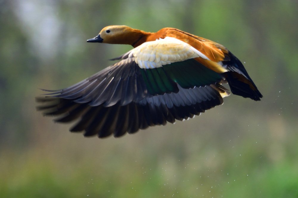 Photograph by Saurav Adhikari