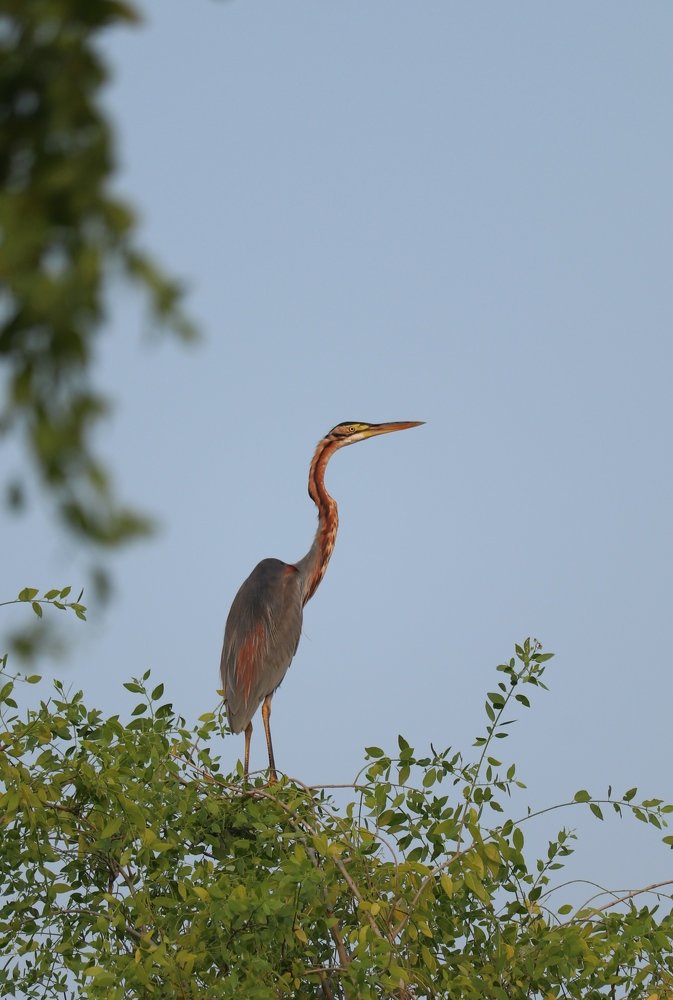 Bird Id : Purple Heron