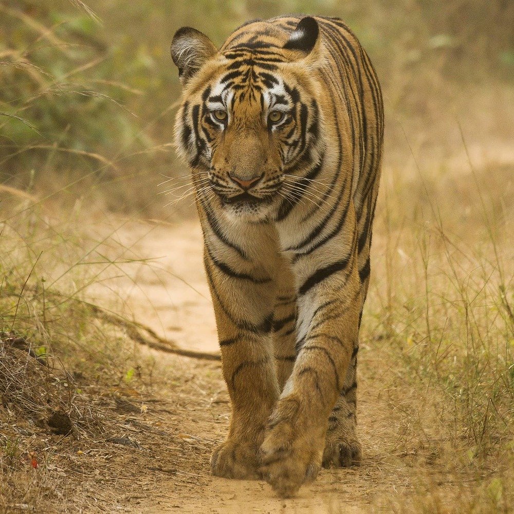 Фотография автора vivek yadav