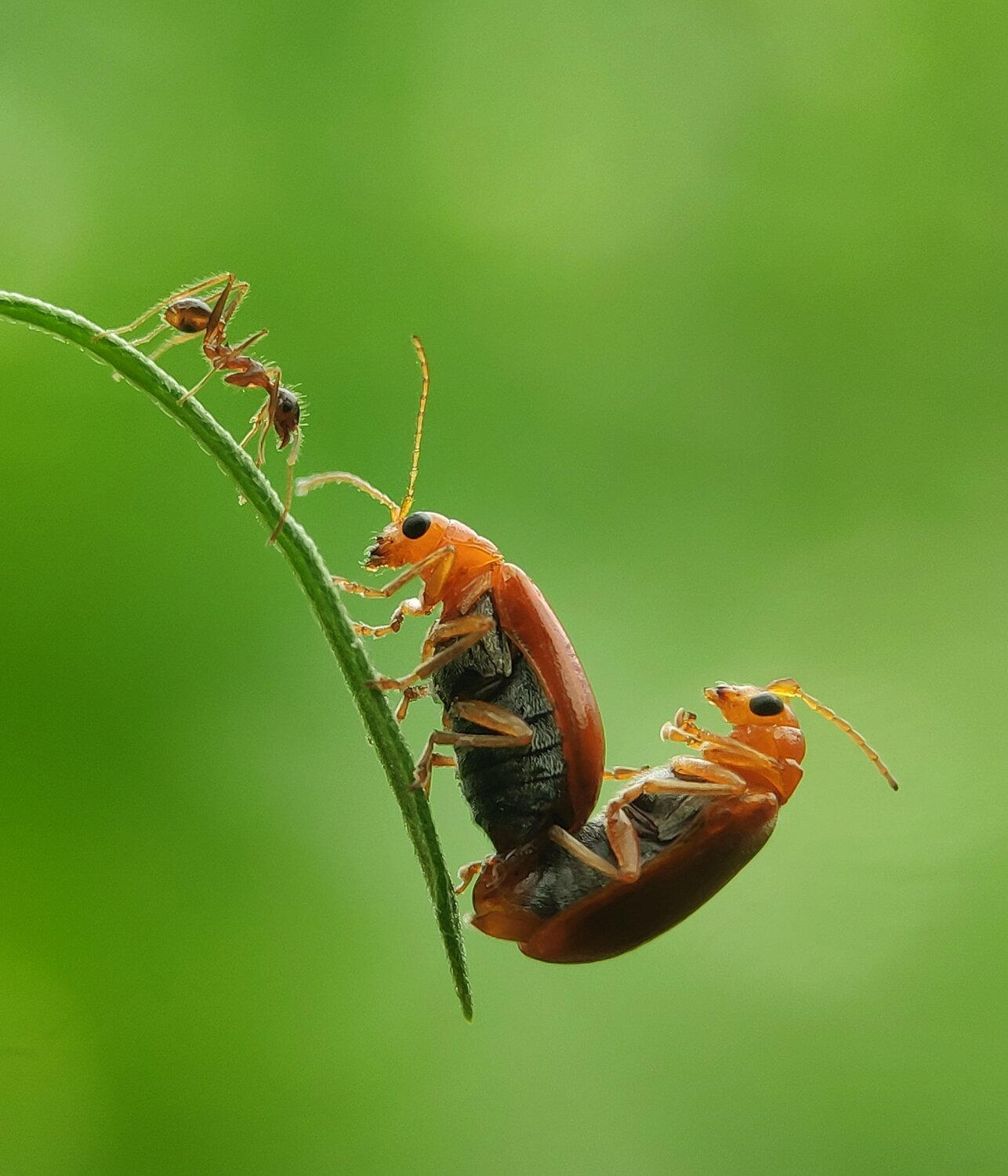 Mating beauty