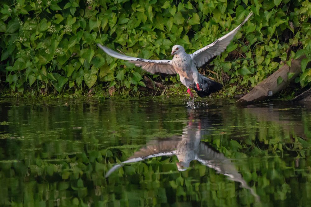 Domestic pegion wants to be an osprey.