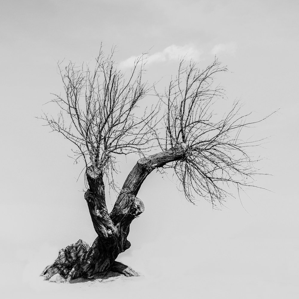 Photograph by niazi ehsan