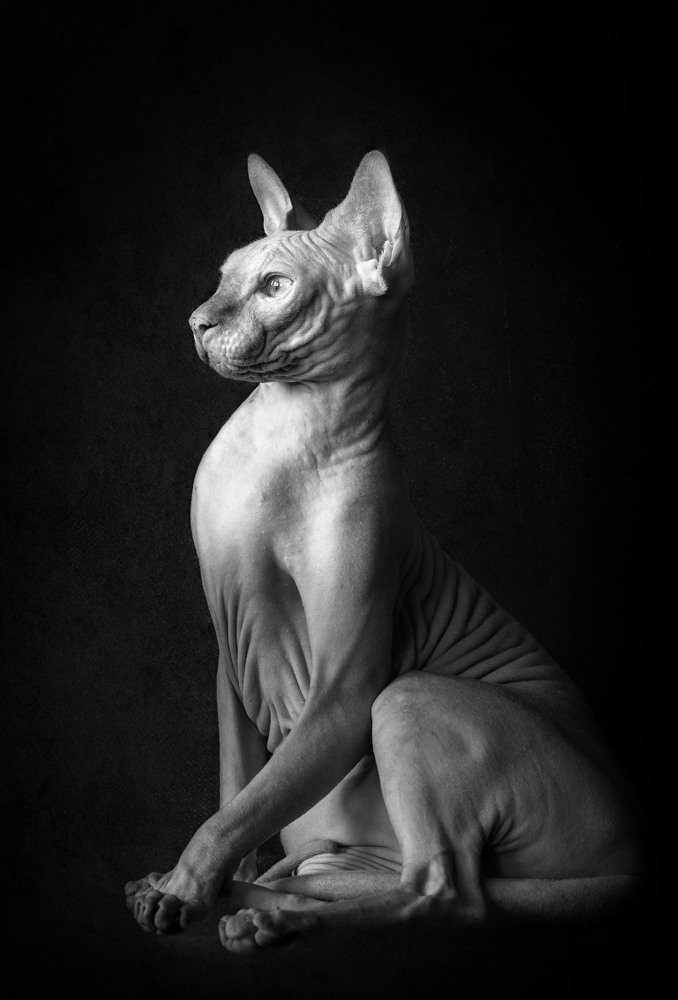 Грациозный Феликс