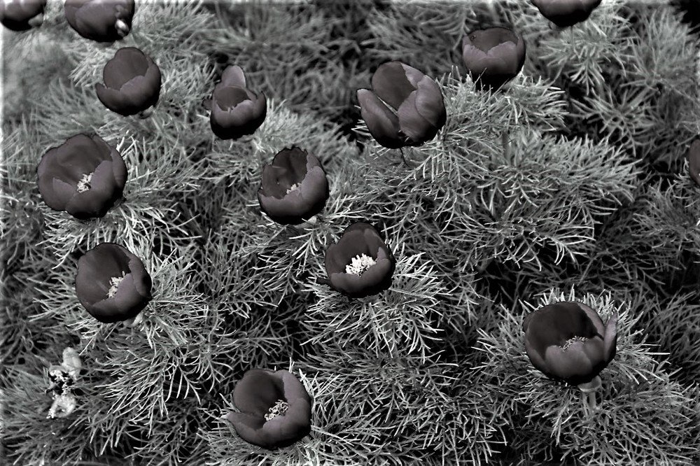 Photograph by Viktoriia Shtefanesa