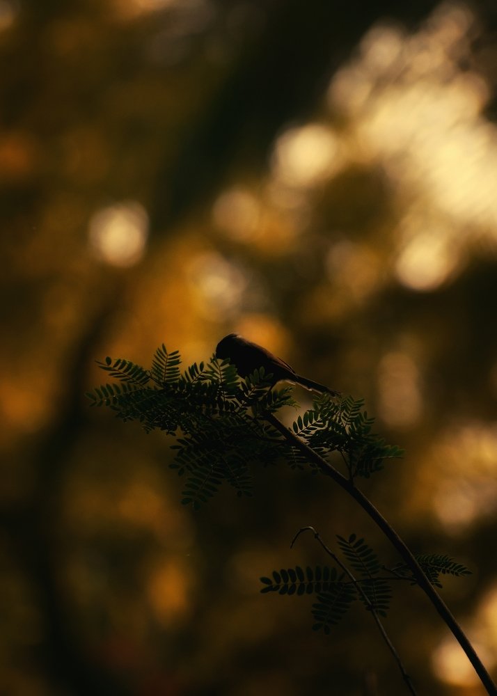 Photograph by Ankit Goswami