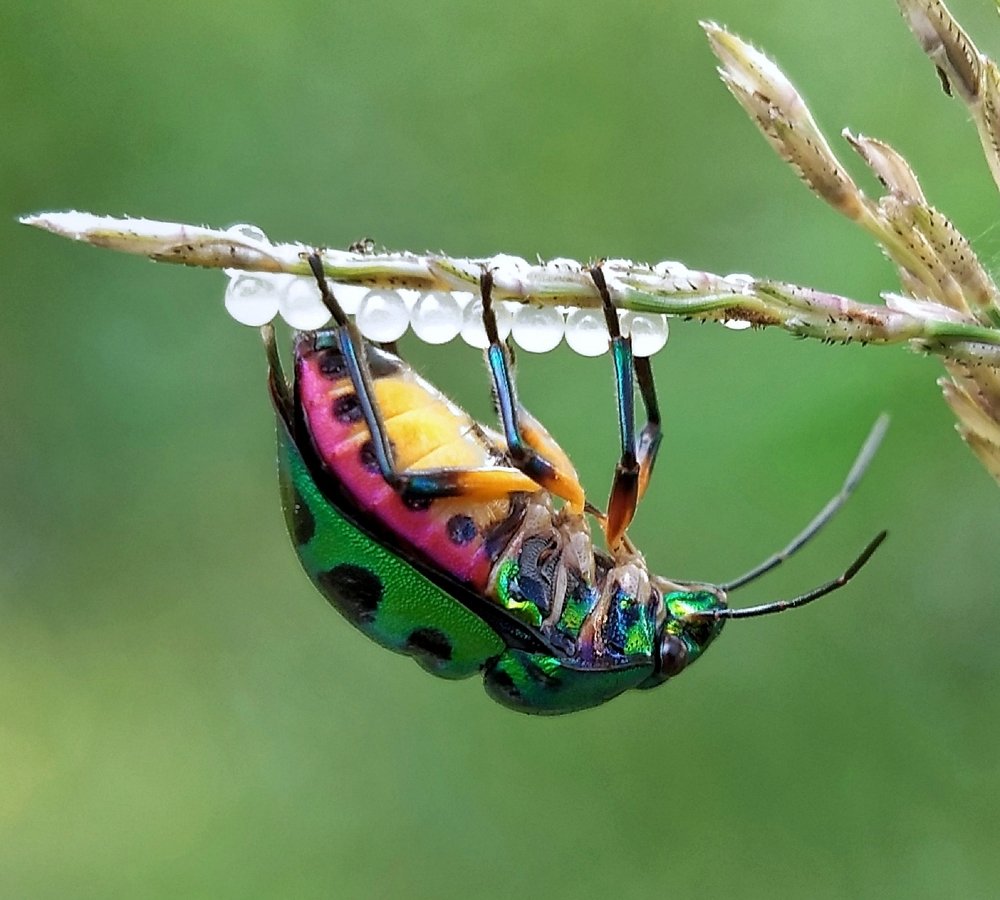 Laying bug