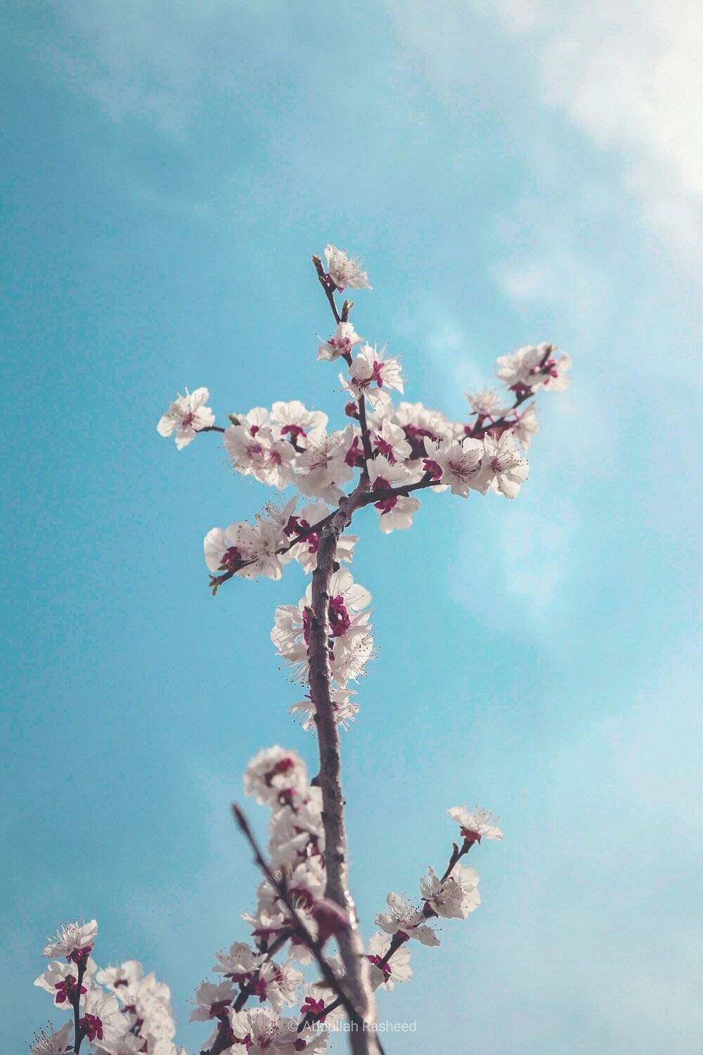 Hero Rasheed Abdullah Rasheed Abdullah | Fine Art Floral Photography & Minimalist Nature ...